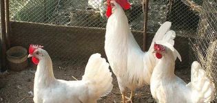 Описание и характеристики на пилетата Leghorn, условията на задържане