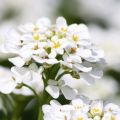 Beschreibung der Alyssum-Sorten, Anpflanzung, Anbau und Pflege auf freiem Feld