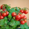 Schritt für Schritt Kirschtomaten auf dem Balkon anbauen