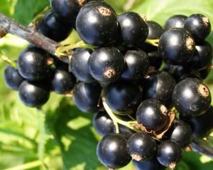 Charakteristika a popis odrůdy, pěstování a péče o rybízu Bagira