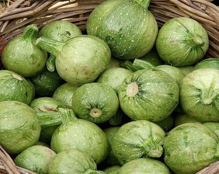Description of the best varieties of round zucchini, features of cultivation and care