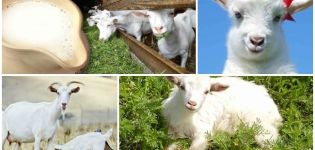Anweisungen für die Verwendung von Milchaustauscher zum Füttern von Kindern und welches Mittel zu wählen ist