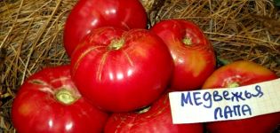 Eigenschaften und Beschreibung der Tomatensorte Bärentatze, deren Ertrag
