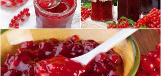 TOP 2 des recettes pour préparer de la gelée de groseille rouge de 5 minutes pour l'hiver