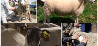 Τι σημαίνει η ταξινόμηση των προβάτων και των ποικιλιών του, οι κανόνες για