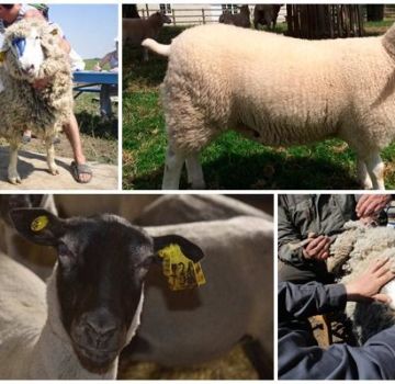 What is meant by the grading of sheep and its varieties, the rules for