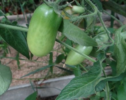 Beschreibung der hawaiianischen Zigarre der Tomatensorte und ihres Ertrags