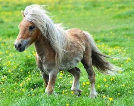 Mô tả và đặc điểm của ngựa thuộc giống Falabella, đặc điểm của nội dung