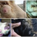 Formas de infecção e sintomas da varíola em cabras e ovelhas, métodos de tratamento e consequências