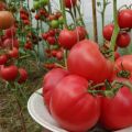 Đặc điểm và mô tả giống cà chua Robin