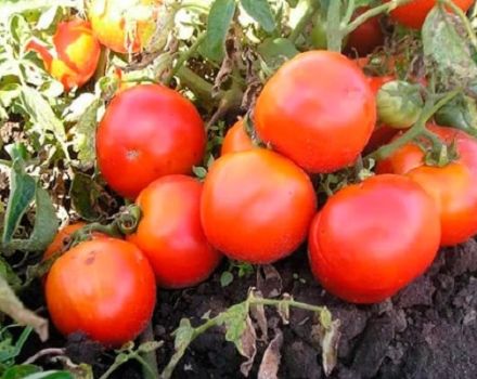 Beschreibung der Tomatensorte Lyubimets der Region Moskau und Eigenschaften