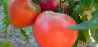 Описание на сорта домат Любима почивка, неговият добив