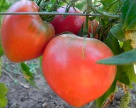Descrizione della varietà di pomodoro Vacanza preferita, la sua resa