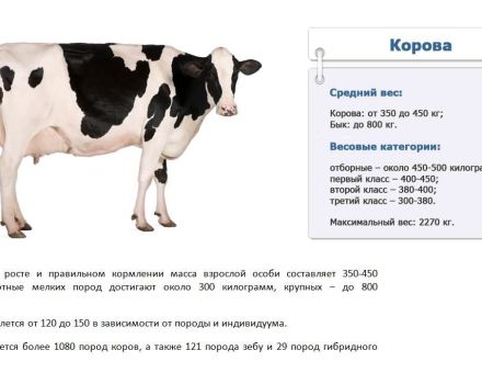 Колико килограма у просјеку и највише крава може тежити, како измјерити