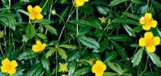 Полезни свойства и противопоказания на Potentilla erect, правила за приложение