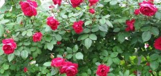 Beschreibung der besten Sorten kanadischer Rosen, Pflanzen und Pflege auf freiem Feld