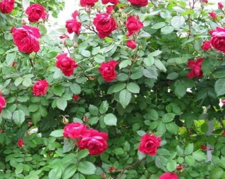 Description of the best varieties of Canadian roses, planting and care in the open field