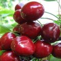 Description et caractéristiques de la variété de cerises Melitopol, les subtilités de la culture