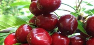 Опис и карактеристике сорте Мелитопол трешња, суптилности узгоја