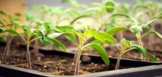 Horário de luz do dia necessário para mudas de tomate e tempo de iluminação adicional