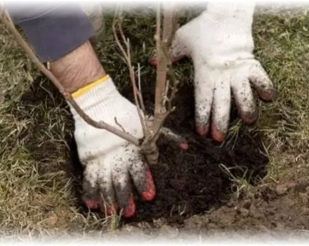 Wie und wann ist es besser, einen Apfelbaum mit einem geschlossenen und offenen Wurzelsystem zu pflanzen, dem Abstand zwischen den Sämlingen