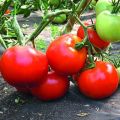 Descrizione della varietà di pomodoro Star of the East e delle sue caratteristiche