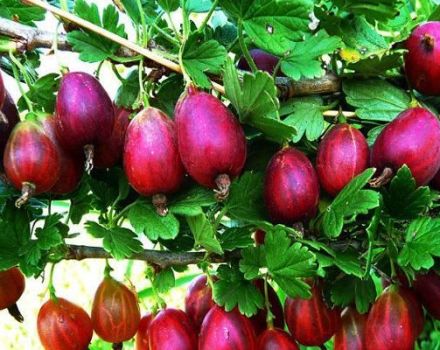 Descripción y características de la variedad de grosella espinosa North Captain, plantación y cuidado.