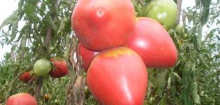 Eigenschaften und Beschreibung der Tomatensorte Pink Flamingo, deren Ertrag