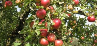 תיאור ומאפייני עצי תפוח אלנה, כללי נטיעה וגידול