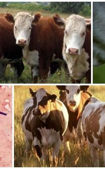 العامل المسبب وأعراض الجمرة المنتفخة في الأبقار ، علاج الإيمكار