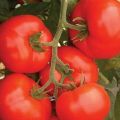 Características e descrição da variedade de tomate Kakadu