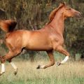 Περιγραφή των αλόγων Trakehner, κανόνες συντήρησης και κόστος