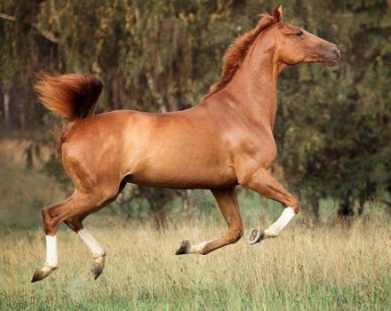 Description of Trakehner horses, rules of maintenance and cost