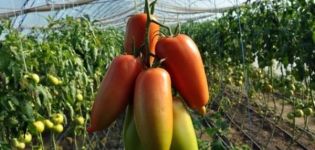Descrição da variedade de tomate Aidar, suas características e sabor