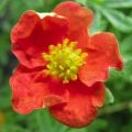 وصف وزراعة شجيرة Potentilla متنوعة الجليد الأحمر والغرس والرعاية