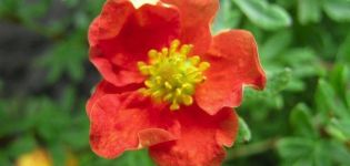 Περιγραφή και καλλιέργεια της ποικιλίας Potentilla θάμνων Red Ice, φύτευση και φροντίδα