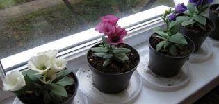 Beskrivning av inomhusvarianter av eustoma, plantering, odling och städning i krukor