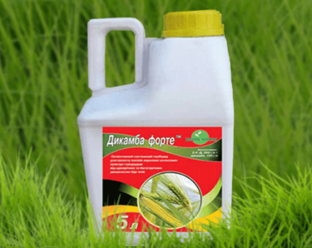 تعليمات لاستخدام مبيدات الأعشاب Dicamba ، ومعدلات الاستهلاك وكيفية تحضير خليط العمل