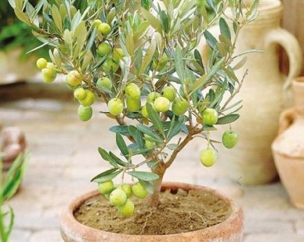 Reprodução, cultivo e cuidado da azeitona em casa