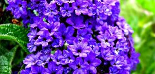 Plantera, odla och ta hand om heliotrop i det öppna fältet, sorter och typer