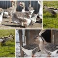 Описание и характеристики на гъски от кубанската порода, тяхното развъждане и грижи