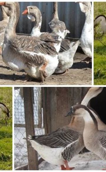 Descrição e características dos gansos da raça Kuban, sua criação e cuidados