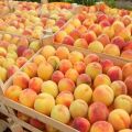 How to keep apricots for the winter at home for the winter so as not to spoil