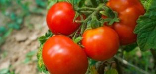 Description of the tomato variety Blizzard and its characteristics