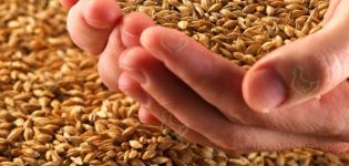 Cómo germinar correctamente el grano para pollos y la mejor composición de la mezcla.