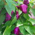Περιγραφή των ποικιλιών πιπεριού Big Papa, Star of the East, Purple Bell, Blot, Purple