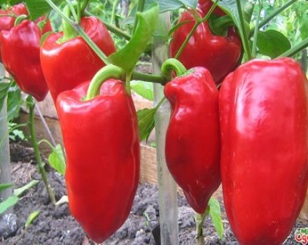Egenskaper och beskrivning av paprika från sorten Podarok Moldova