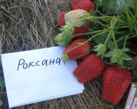Описание и характеристики на сорта Roxana ягоди, засаждане и грижи