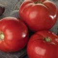 Характеристики и описание на сорта домат Bella Rosa, добив