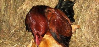 Diagramme d'accouplement et description du processus de fécondation d'une poule par un coq